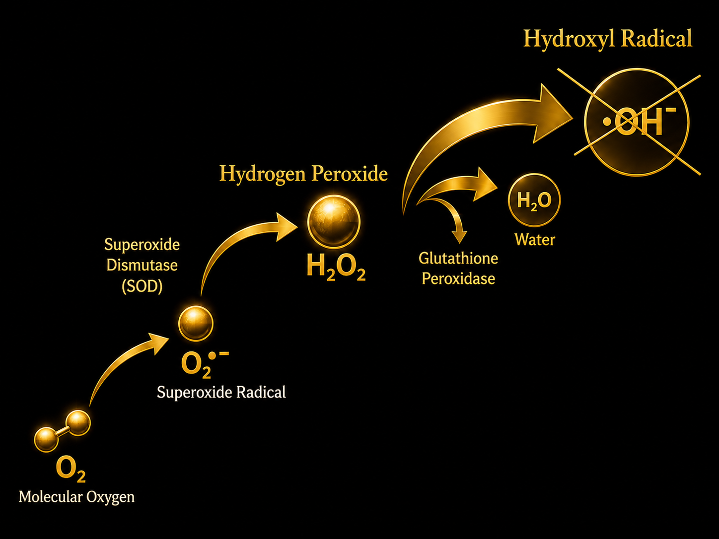 Free Radical Attack on Cellular Membrane Diagram